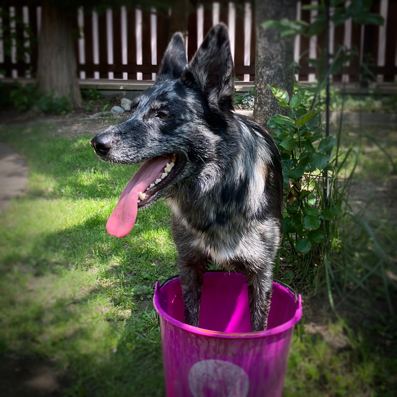 Ferdinand Bürohund Ferdinand nimmt sich eine kühle Auszeit vom Büroalltag